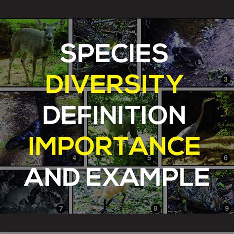 Observing Species Diversity
